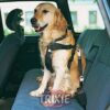 Arnes Con Cinturon De Seguridad L