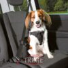 Arnes Con Cinturon De Seguridad M