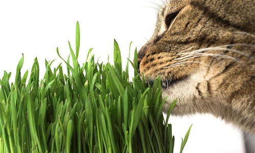 Kit Germinador Bioset - Imagen 3